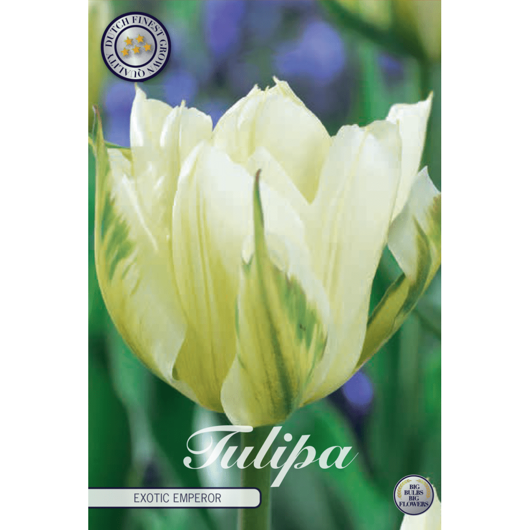 Tulpan Exotic Emperor 7-pack